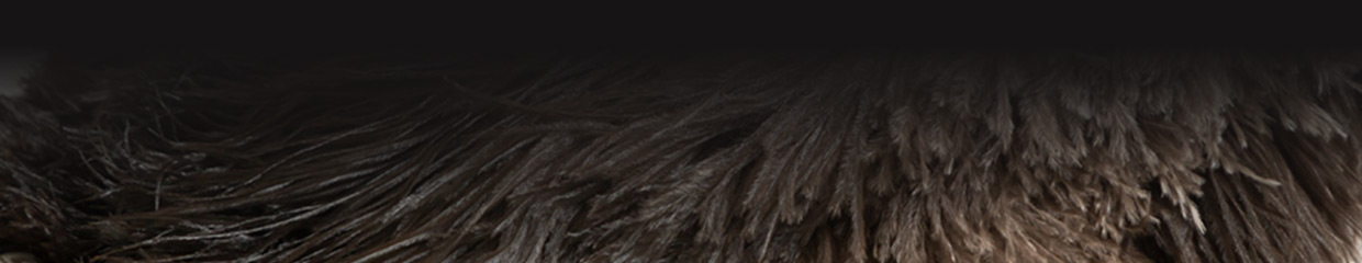 本物のオーストリッチ最高級羽毛 南アフリカ原産 一級黒色フロス羽毛 特別選別品
