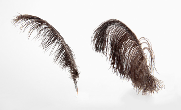 本物のオーストリッチ最高級羽毛 南アフリカ原産一級黒色フロス羽毛 特別選別品